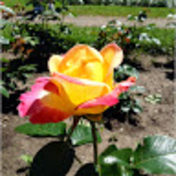 Meet your Posher, Sara - Picture 1 of 1